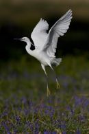 Little_Egret